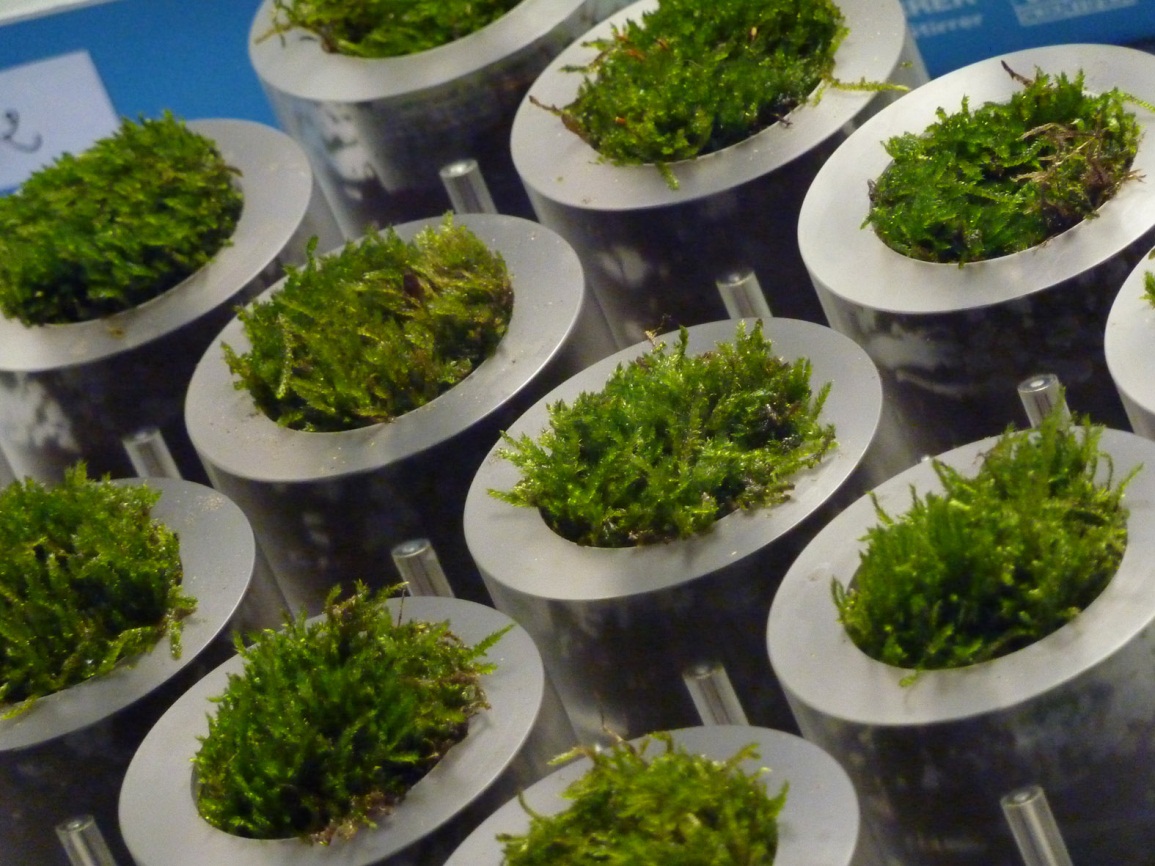 Moss pots 