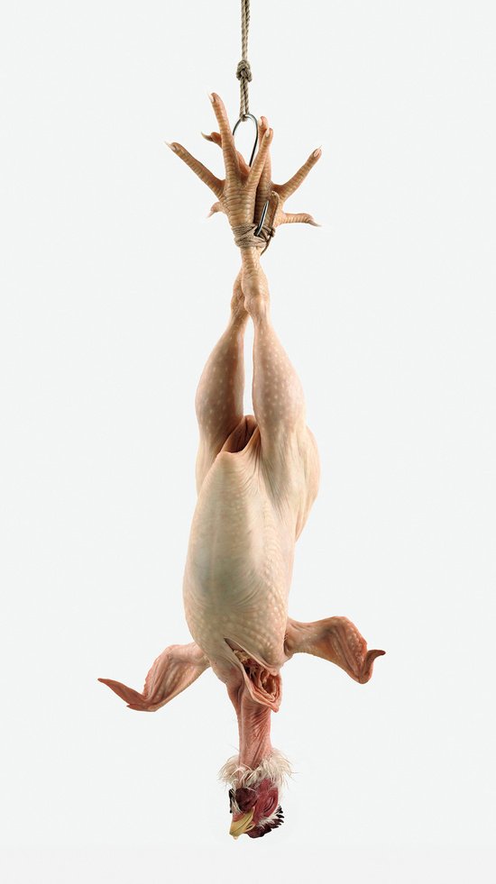 Still Life, 2009 - © Ron Mueck (photo via Hauser & Wirth gallery)