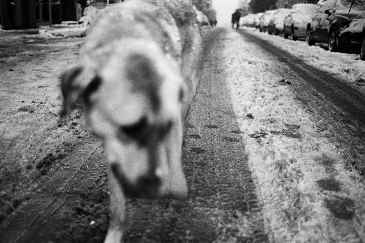 From the series Good Dog by Yusuf Sevincli (image via Circulations Festival)
