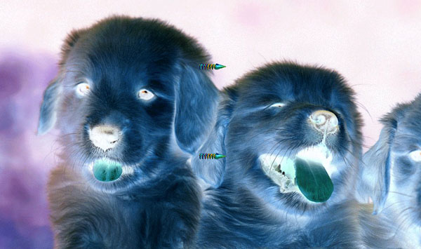 Hannah Lees and Michael Pybus, 'http://www.busysleep.com/page/discopups.html'. Image courtesy of the artists.