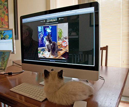 Cat #1681 (Lily) from The Infinite Cat Project courtesy Kathy Bengtson (Image courtesy of The Photographers Gallery)