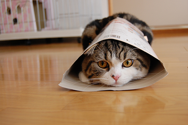 Maru, courtesy mugumogu (Image courtesy of The Photographers Gallery)
