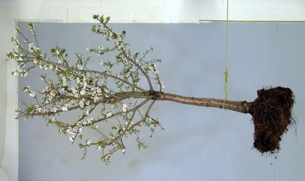 Claude Ruggirello, 'Jardin' (2006). Courtesy Gallery Claude Papilon.