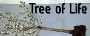 L’arbre de vie. Tree of Life.