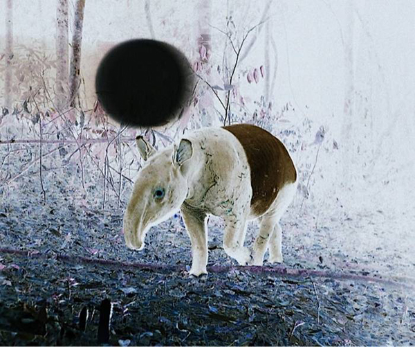 Janet Laurence, 'FABLED', After Eden Series (2012).