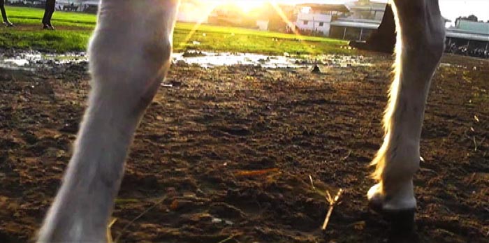 Karimah Ashadu, 'Hindsight - a horse's tale' (2012). Film still.  Image courtesy of the artist.