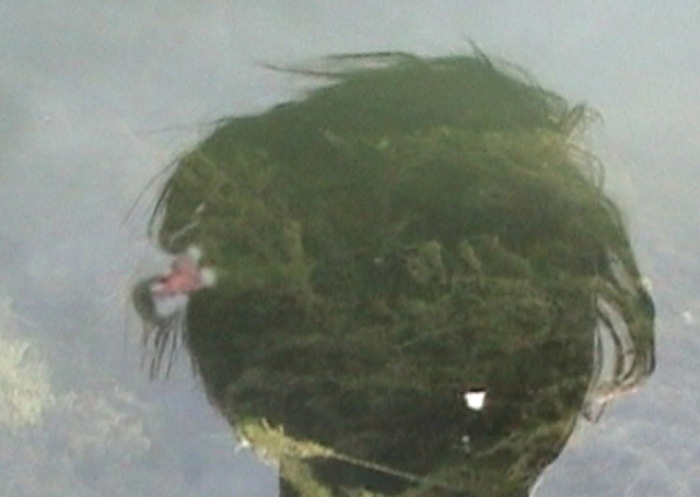 Water_Portrait_II_2010