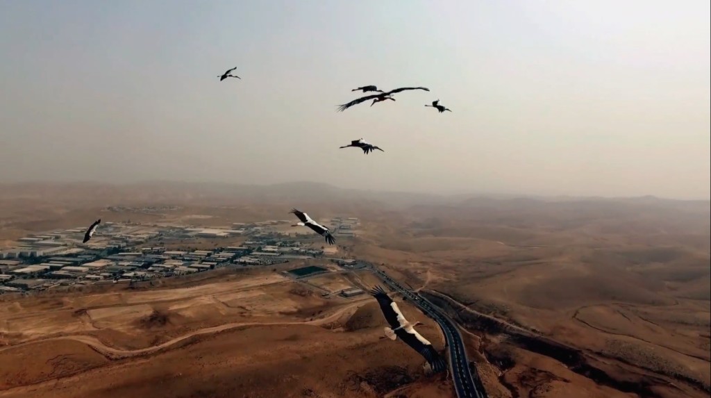 Heba Y Amin, As Birds Flying, video still, (2016). Courtesy the artist.