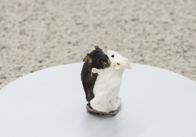 Alex Ito, 'No Title' (2015) Install view. Courtesy the artist and Franz Josefs Kai 3, Wien.