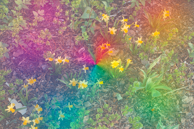 Andrey Bogush, Daffodils, from the Rainbow series (2010). Courtesy the artist.