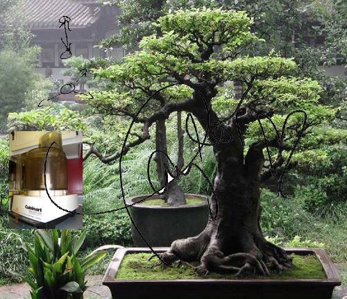 bonsai tree beautiful