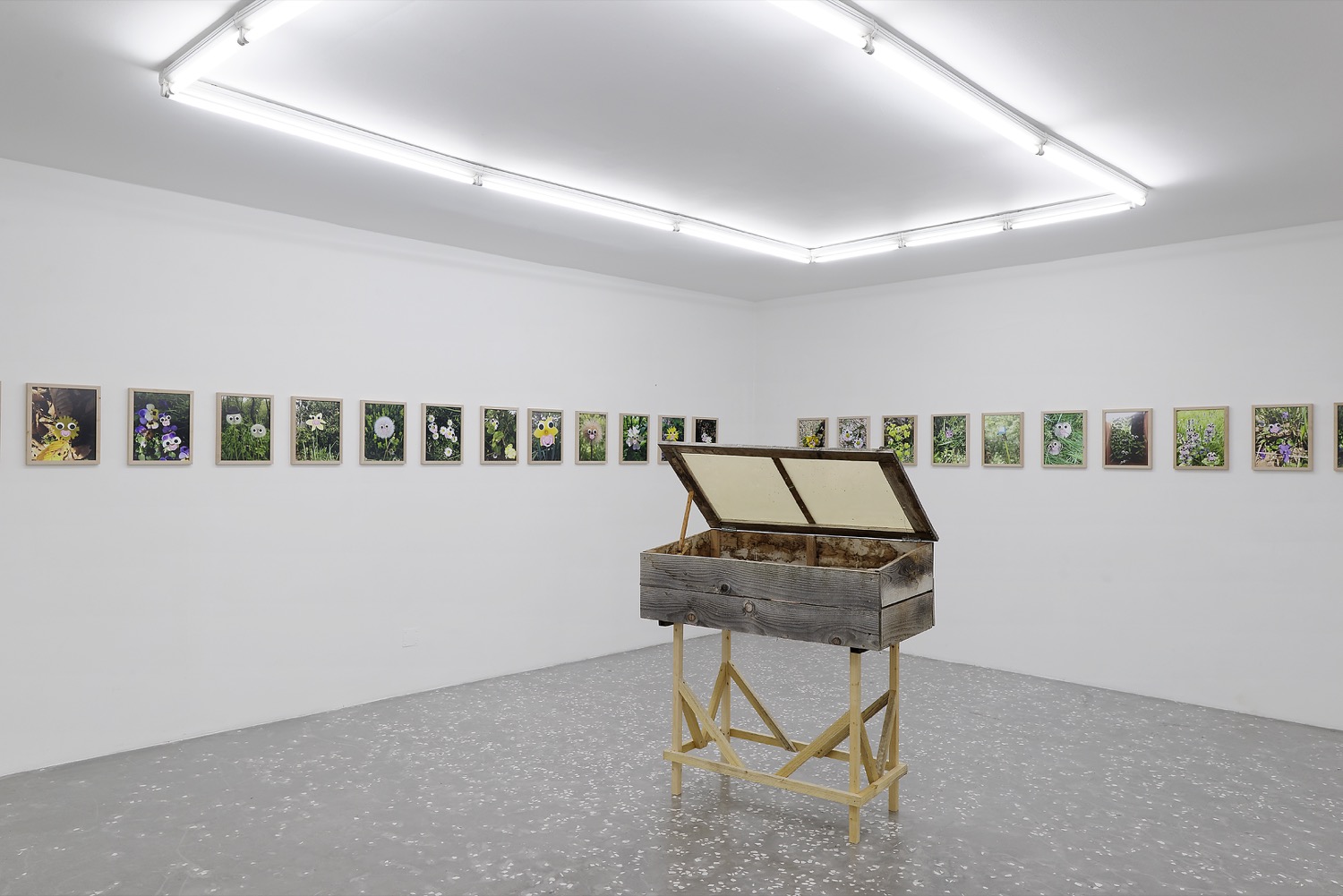 Cédric Fargues, Bébéfleurs (2016). Installation view. Courtesy New Galerie, Paris.