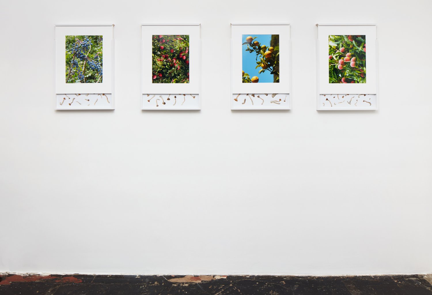 Brad Troemel, 'Security Sliding Frame and Silk Road Mushrooms (2016). Installation view. Courtesy Loyal Gallery, Stockholm.