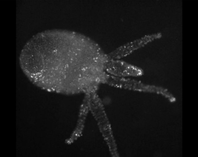 Dora Budor. Still of fluorescent imaging of neural activity activity in a Hydra, (2016). Courtesy the artist + Whitney Museum, New York. 